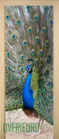 15_animals_52315009