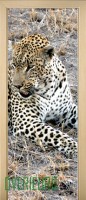 20_animals_57872107