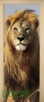 22_animals_61358827