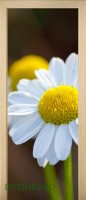 16_flouwers_42774970