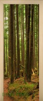 17_forest_35000350