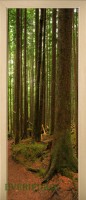 18_forest_35000353