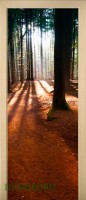 20_forest_37417360