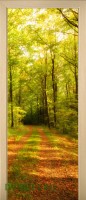 22_forest_41166796