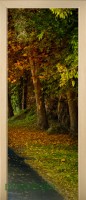 23_forest_41430589