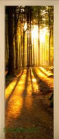24_forest_41740339