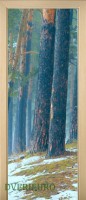 26_forest_41824024