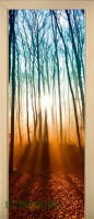 27_forest_42105886