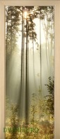 29_forest_42479980