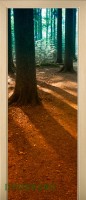 31_forest_37417354
