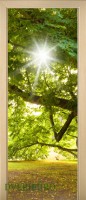 32_forest_47151880