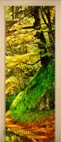 35_forest_47207386