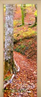 36_forest_47234215