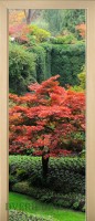 38_forest_51674053