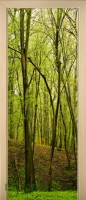 39_forest_52073884