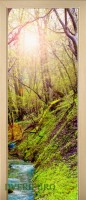 40_forest_52268668