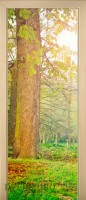 41_forest_52268674