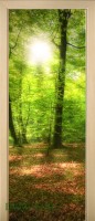 48_forest_55033063