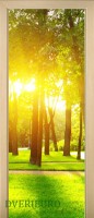 50_forest_56386933