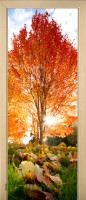 51_forest_57262642
