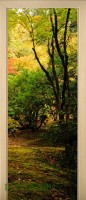 55_forest_40385731
