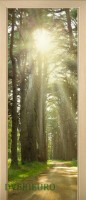 57_forest_47787808