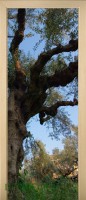 13_forest_2979655
