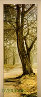 16_forest_34176703